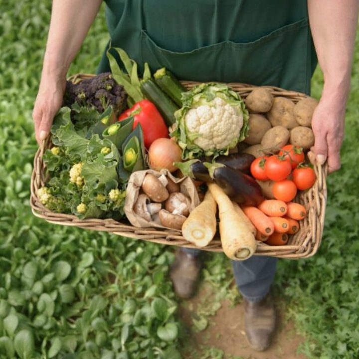 Orgânicos e Agroecológicos